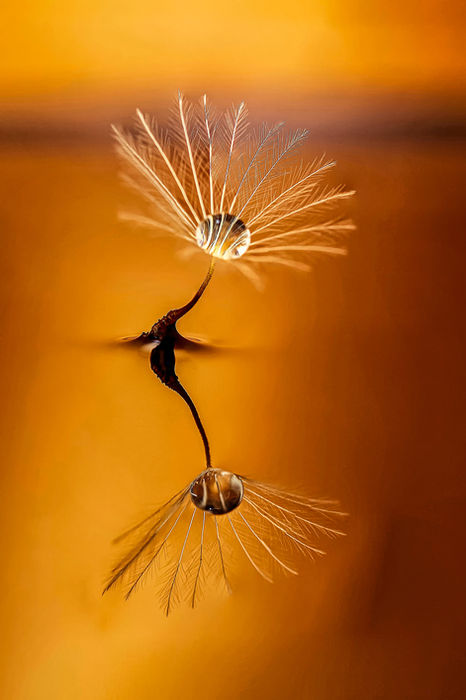 Flash #19 - Macro