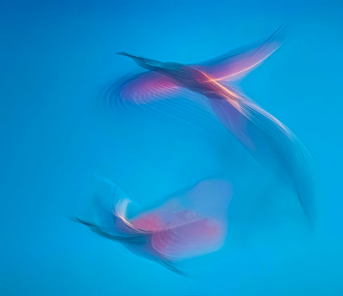 Motion