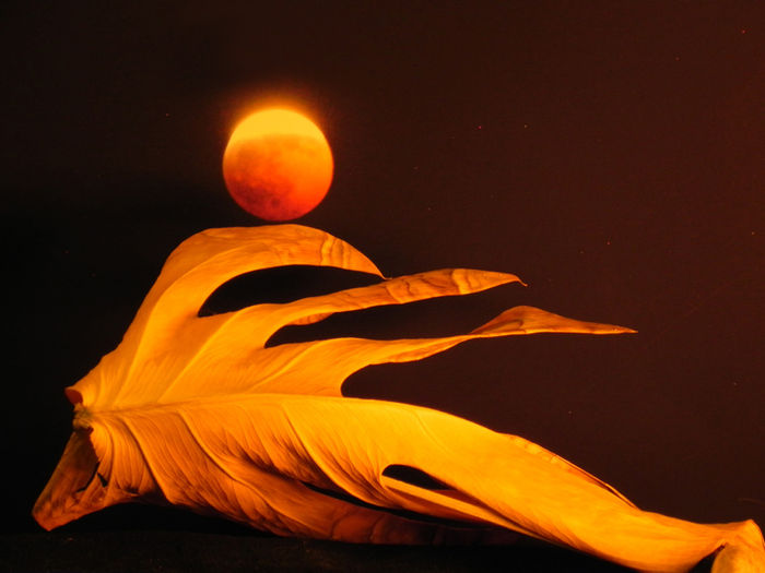 Alma Mueller - LIFE'S LUNAR BALLET