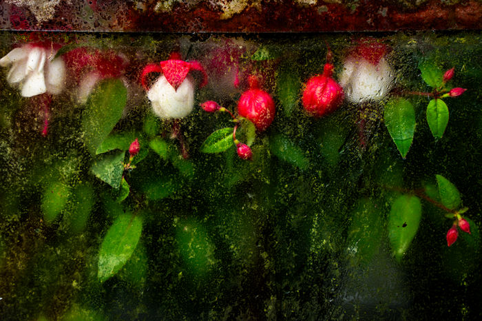 Botanicals