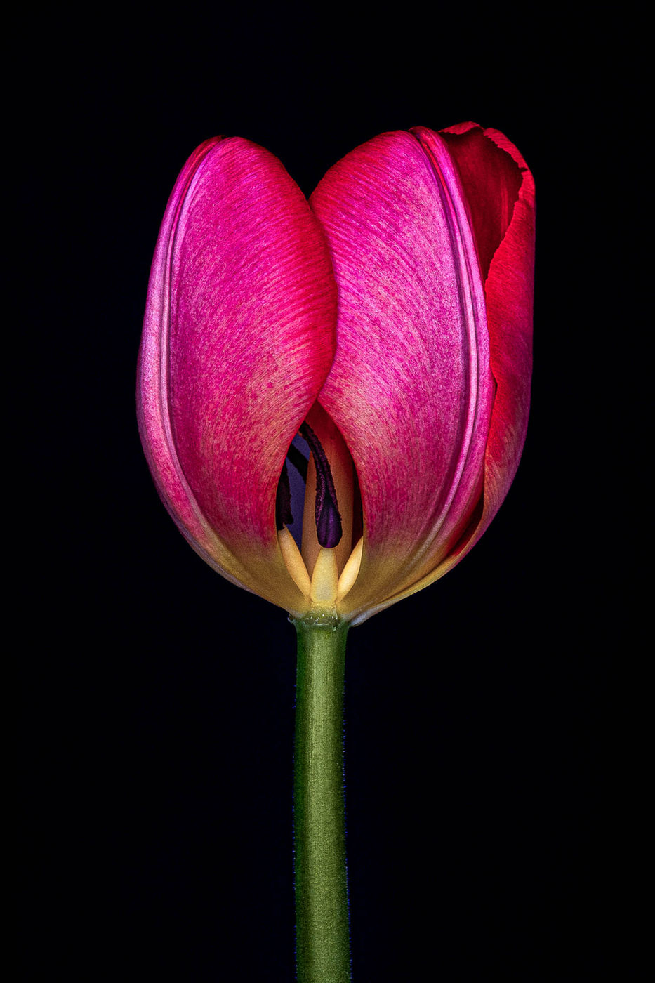 Coquettish Tulip by Alys Walker-Tinson