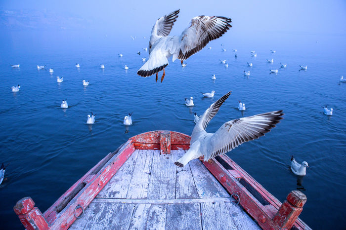 Zahed Hassan - Birds And Their Bond With Water