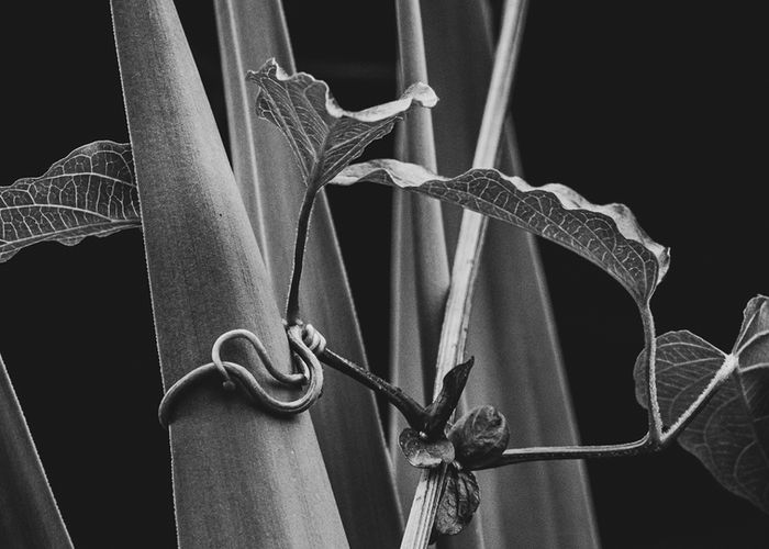 Botanicals