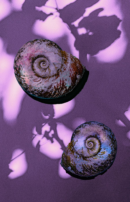 Oleksandra Gatsenko (Ukraine) - SHELL