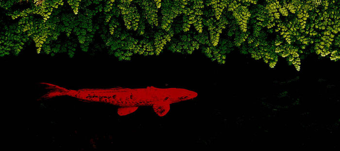 Myroslava Karpyshyn - Red Fish