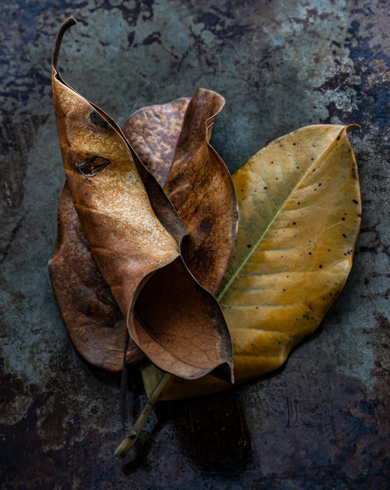 Terry Abell - Aging Beauty