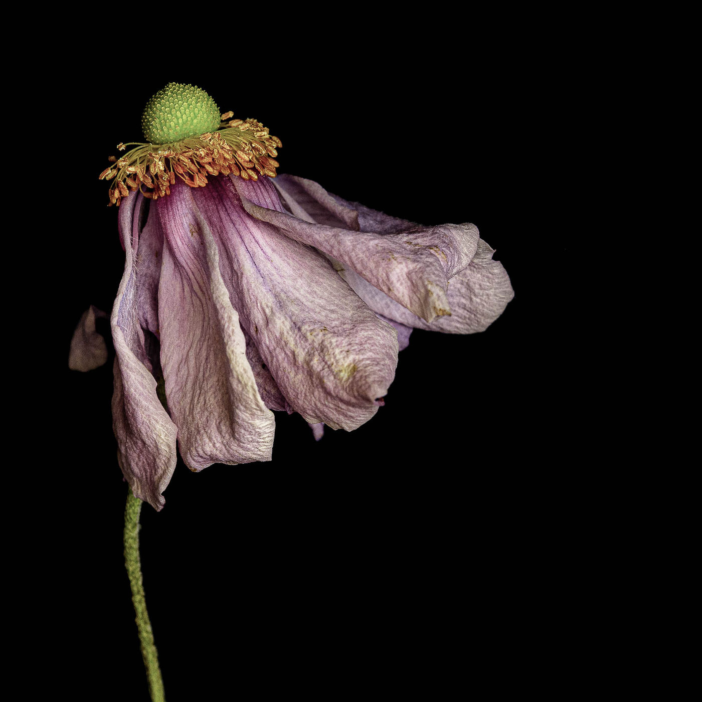 Aged Anemone by Alys Walker-Tinson