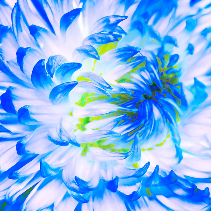 Pamela Beck - Space Bloom