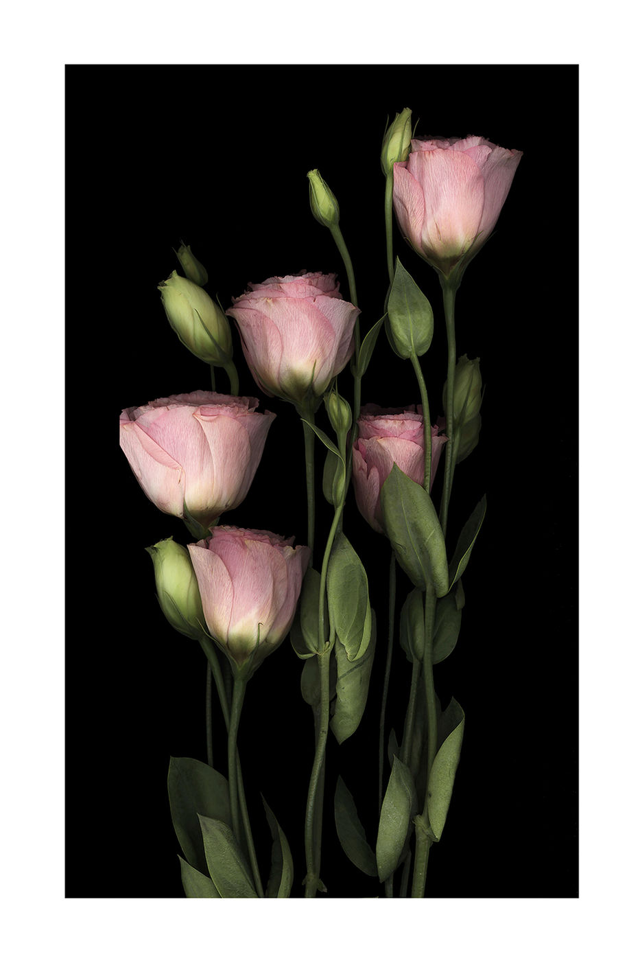 Lisianthus by Debra Burger