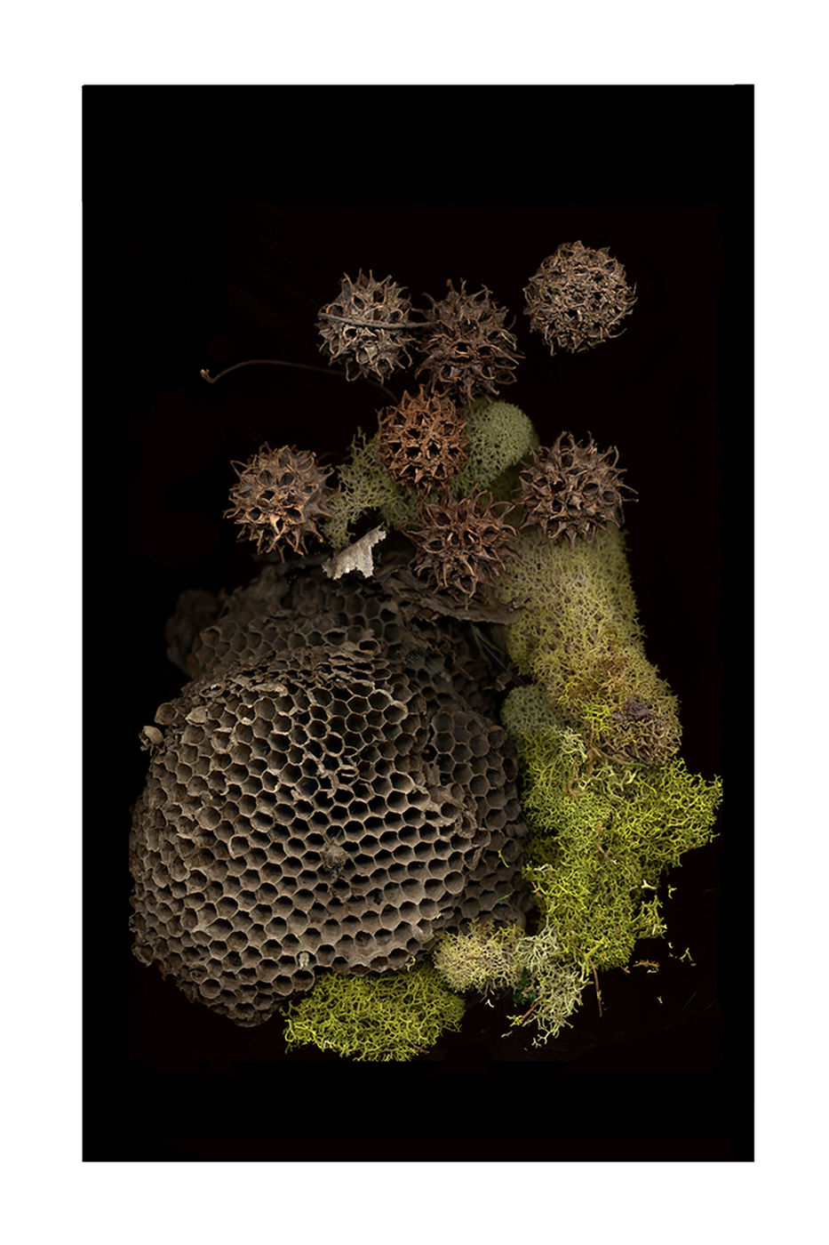 Wasp and Moss by Debra Burger