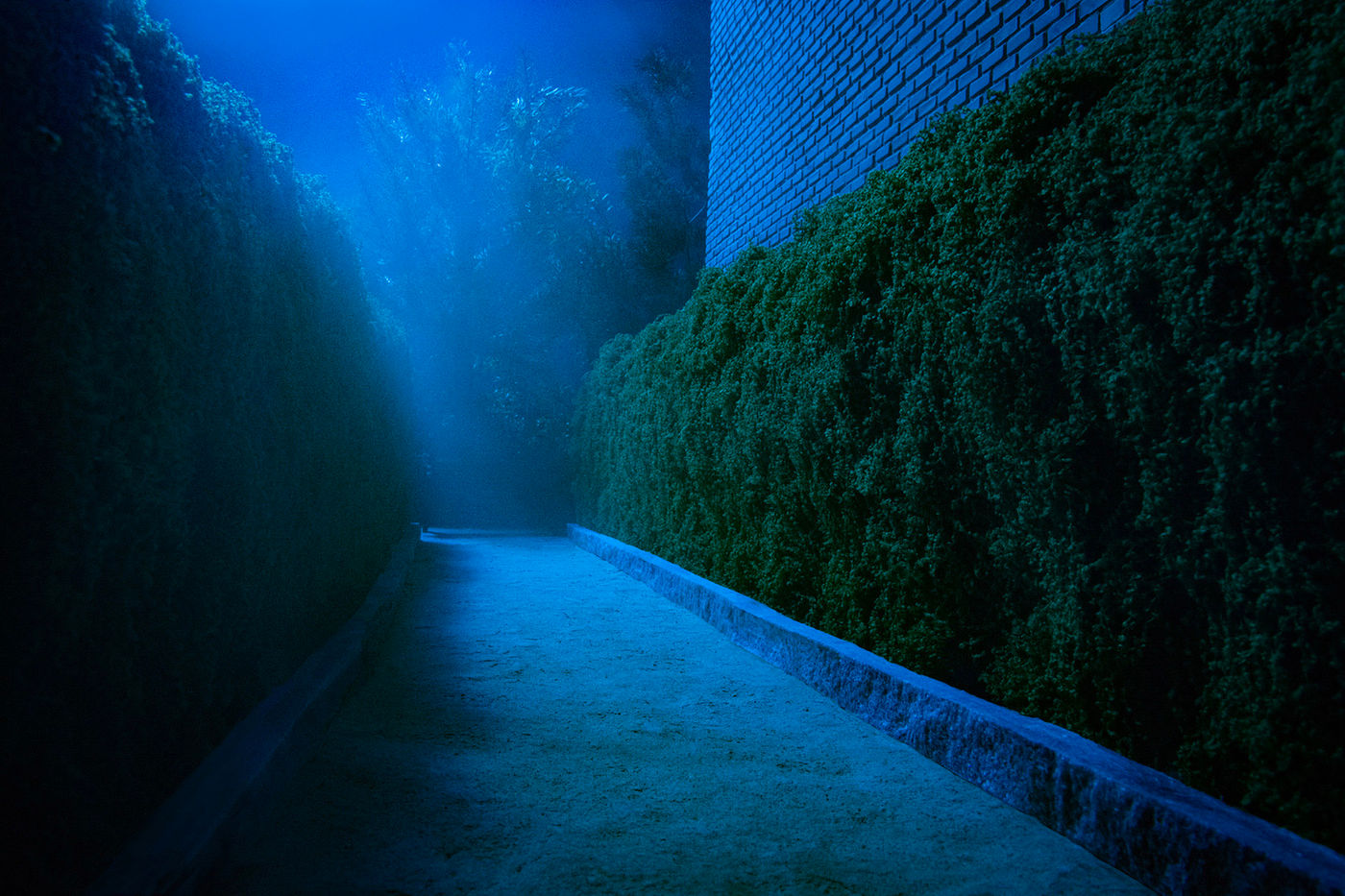 Moonlight Mist by Carrie Becker