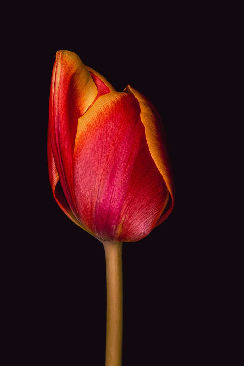 Catalan Tulip by Alys Walker-Tinson