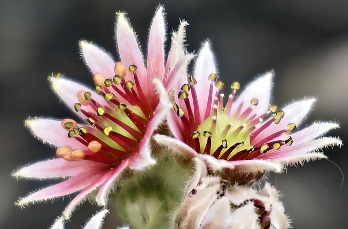 Fred Bonilla - Hens and Chicks