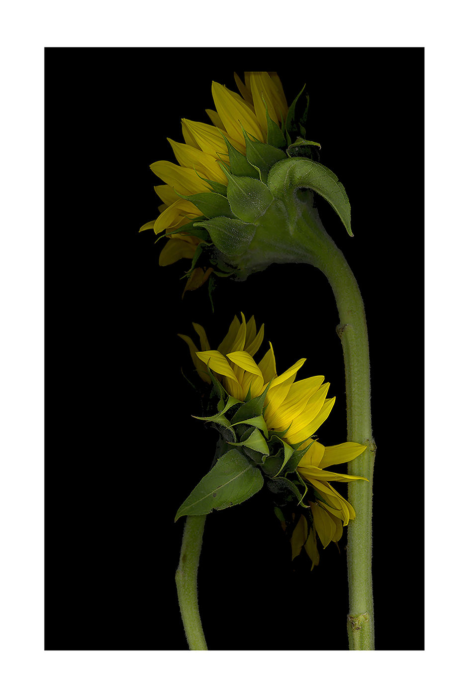 Sunflowers by Debra Burger