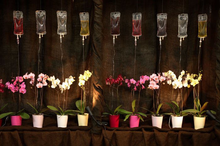 Artur Jastrzębski - Orchids on a drip